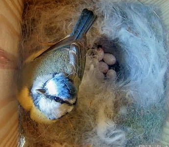 When Do Birds Start Nesting?