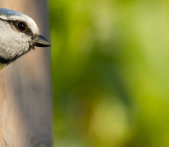 Early Nesting Birds in the UK (And How to Spot Them)