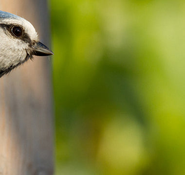 Early Nesting Birds in the UK (And How to Spot Them)