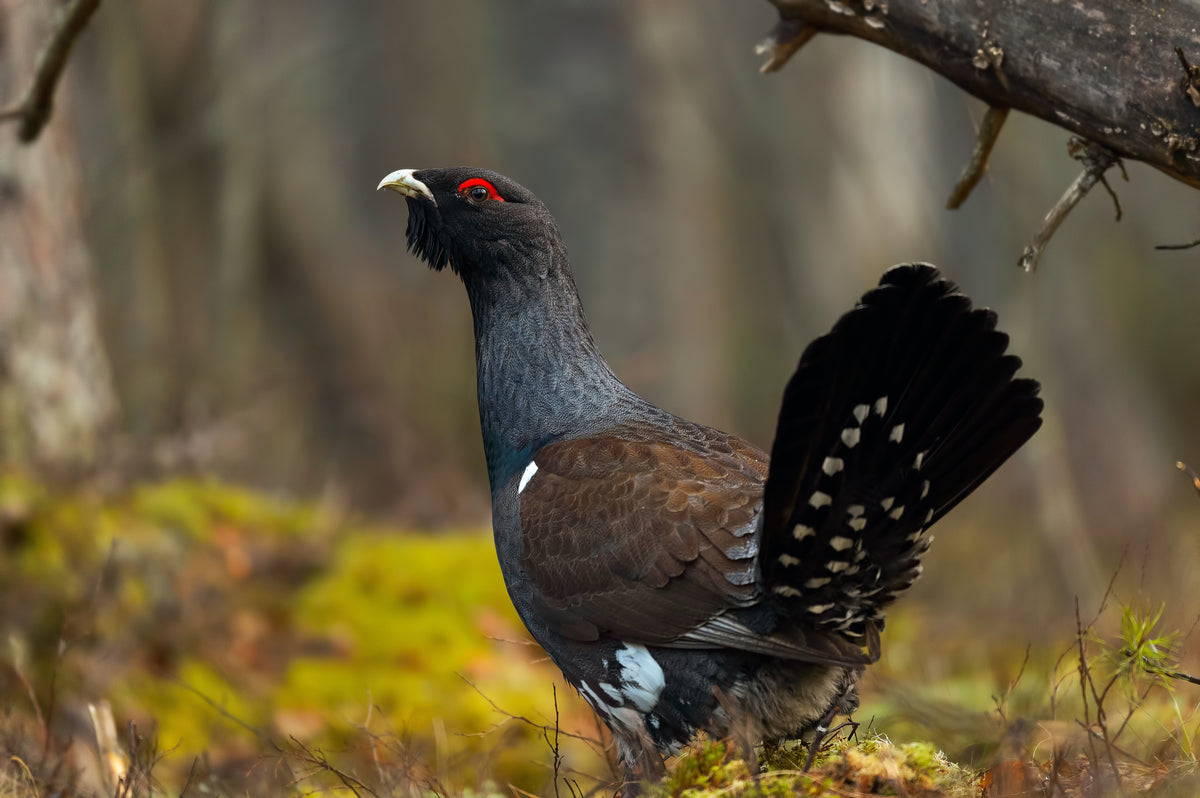 Top 10 Rarest Birds in the UK | Green Feathers Blog
