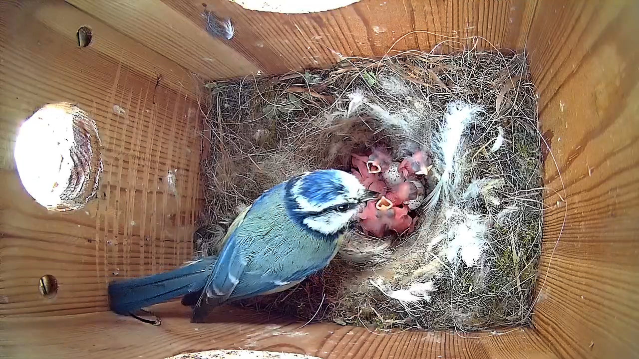 When do British birds start nesting? | Green Feathers
