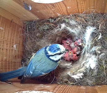 Mother Blue Tit Tends To Her Chicks