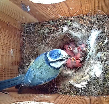 Mother Blue Tit Tends To Her Chicks