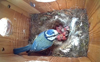 Mother Blue Tit Tends To Her Chicks