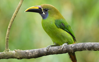 Emerald Emissaries: Exploring the Enchanting World of Green Feathered Flyers