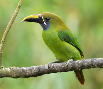 Emerald Emissaries: Exploring the Enchanting World of Green Feathered Flyers