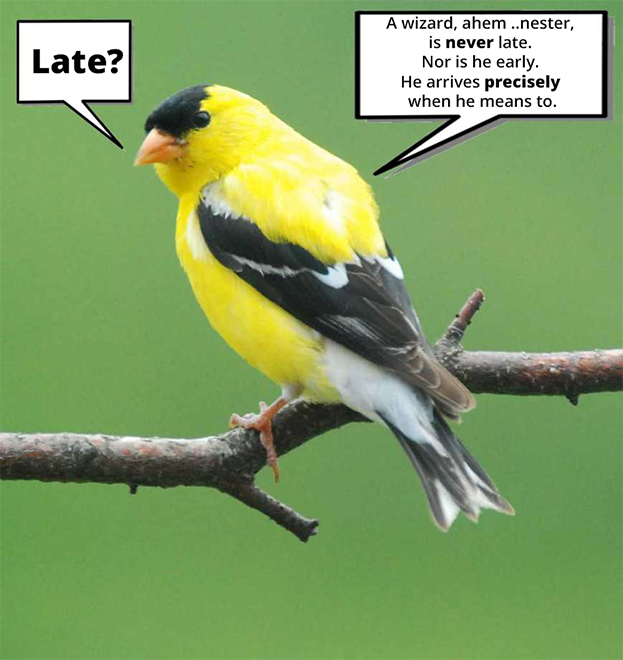 Late Nesting UK Birds & When They Nest | Green Feathers Blog