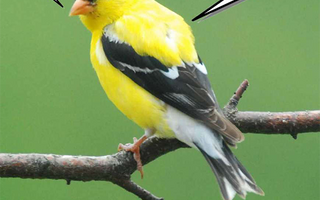 Late Nesters Garden Bird Goldfinch