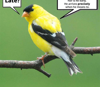 Late Nesters Garden Bird Goldfinch