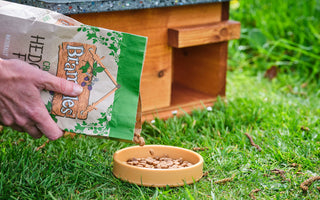 Feeding hedgehogs: What to feed hedgehogs & what to avoid