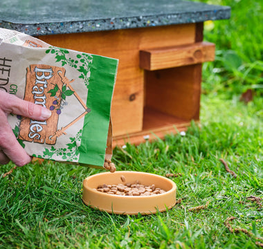 Feeding hedgehogs: What to feed hedgehogs & what to avoid