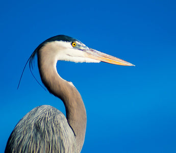 How To Stop Herons Eating Pond Fish