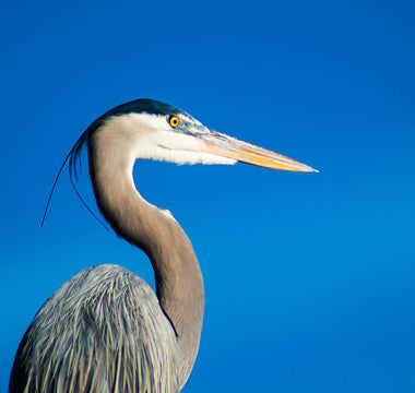 How To Stop Herons Eating Pond Fish