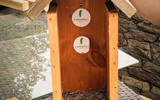 Cleaning Your Bird Box