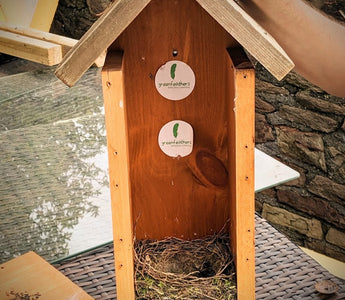 Cleaning Your Bird Box