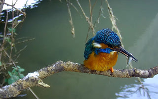 Supporting Wildstream TV