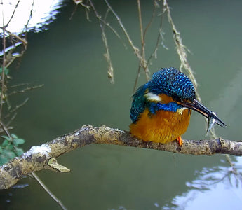 Supporting Wildstream TV