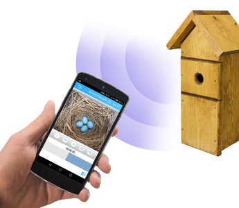 Meet The UK's First WiFi Bird Box Camera