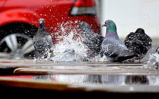 How to Care for Birds During Storms.