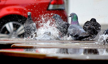How to Care for Birds During Storms.