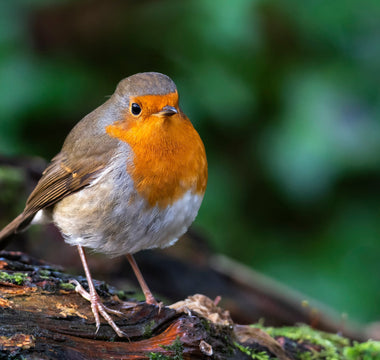 5 spring birds you’ll spot in your garden