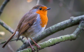 Bird of the Month - Robin