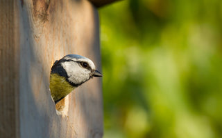 Creating a Bird Paradise: Tips for Attracting Songbirds to Your Outdoor Space