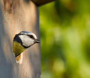 Creating a Bird Paradise: Tips for Attracting Songbirds to Your Outdoor Space
