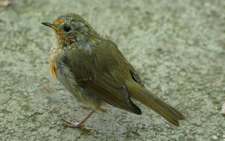 Moulting bird