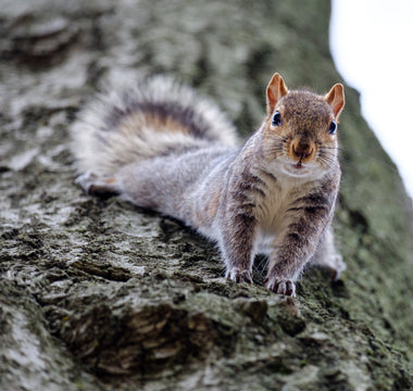 How to stop squirrels from digging up your bulbs