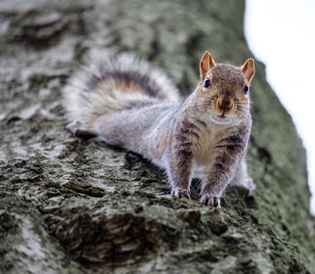 How to stop squirrels from digging up your bulbs