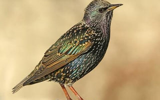 Bird of the Month - Starling