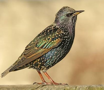 Bird of the Month - Starling