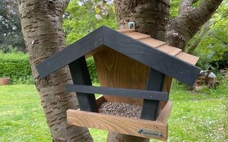 Why Aren’t Birds Visiting My Bird Feeder?