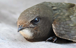 Bird of the Month - Swift