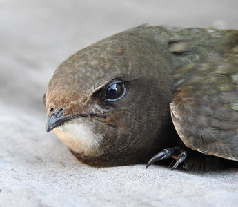 Bird of the Month - Swift