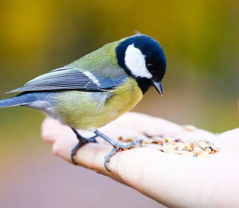Should You Stop Feeding Birds in Summer?