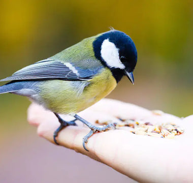 Should You Stop Feeding Birds in Summer?