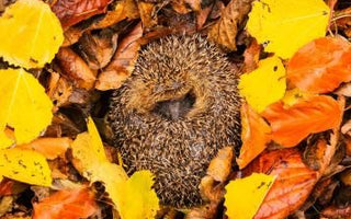 When do hedgehogs hibernate? Everything you need to know