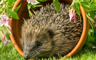Hedgehogs in your garden: What to do & how to help