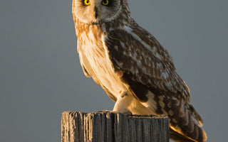 How to attract Owls to your garden