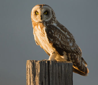 How to attract Owls to your garden