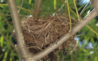 What to do if you find an abandoned bird's nest