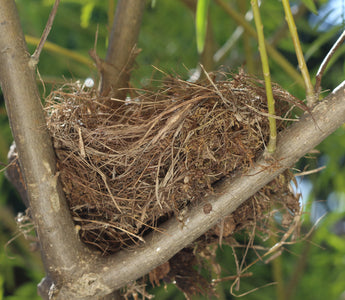 What to do if you find an abandoned bird's nest