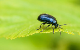 National Insect Week