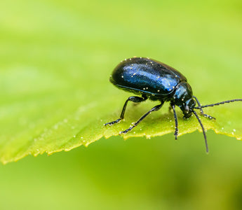 National Insect Week – Green Feathers
