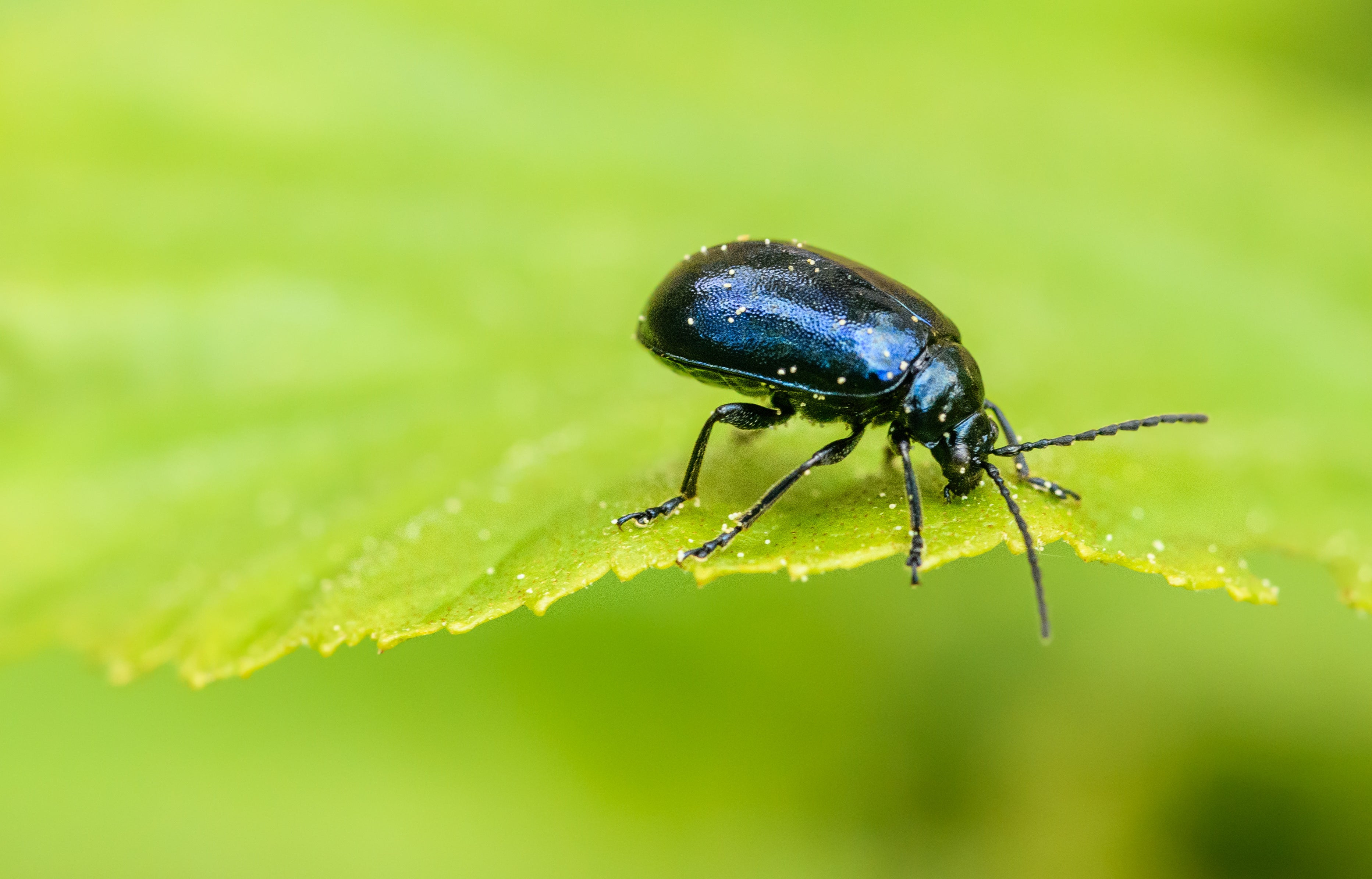 Feather Insect National Insect Week – Green Feathers