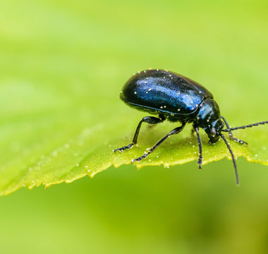 National Insect Week