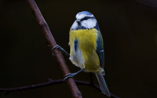blue tit on branch