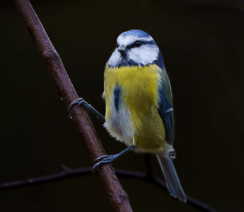 blue tit on branch